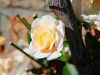 河南省橙韵信息技术有限公司