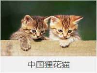 河南省橙韵信息技术有限公司