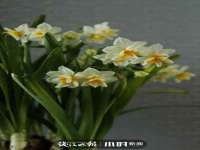 河南省橙韵信息技术有限公司