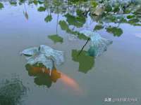 河南省橙韵信息技术有限公司